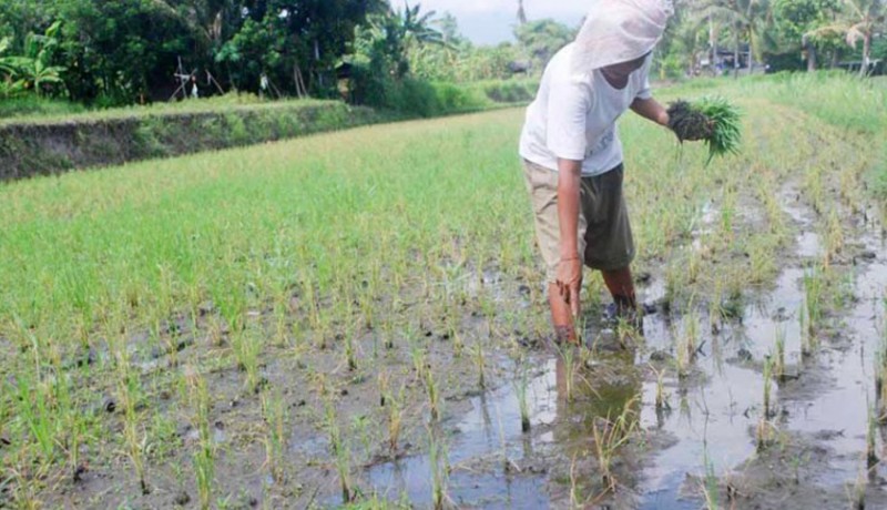 www.nusabali.com-dprd-bangli-rancang-perda-perlindungan-pertanian