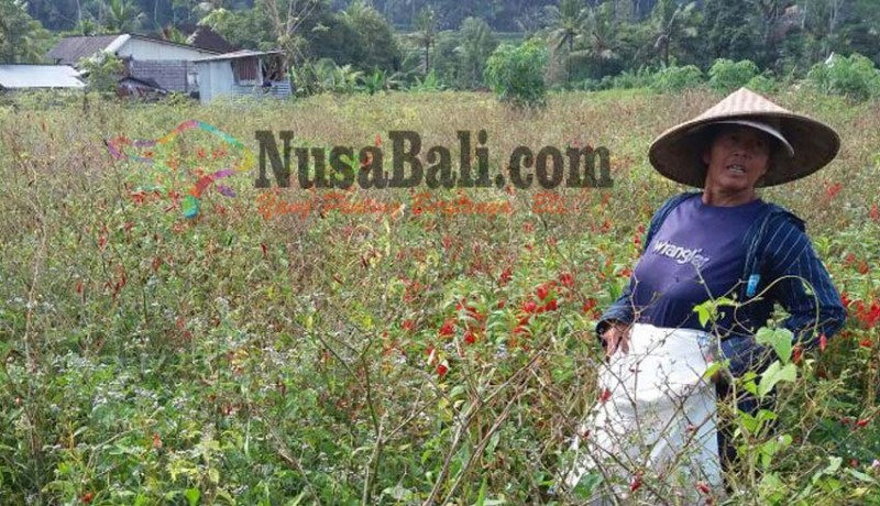 www.nusabali.com-hama-dan-jamur-serang-cabai
