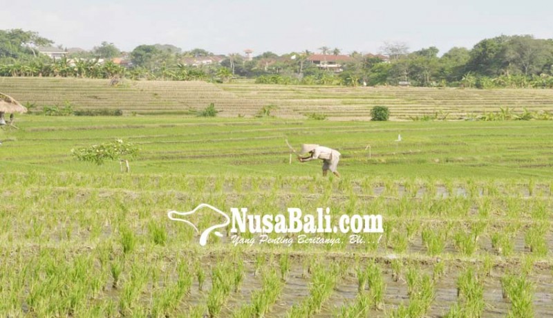 www.nusabali.com-diusulkan-17020-hektare-jadi-lahan-pertanian-abadi