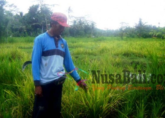 Nusabali.com - tungro-mengganas-di-dua-kecamatan-di-bangli