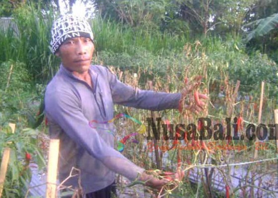 Nusabali.com - petani-gagal-nikmati-harga-cabai