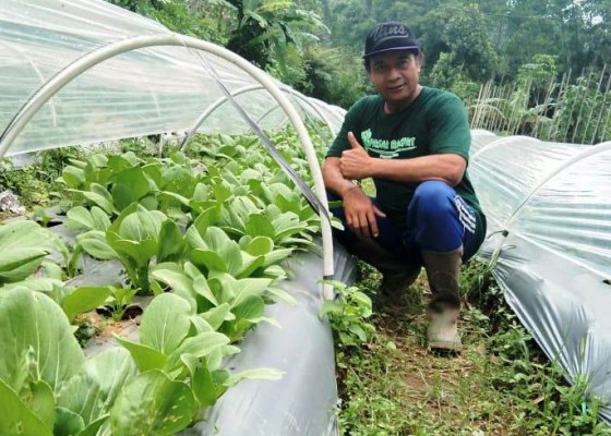Nusabali.com - harga-stabil-petani-sayur-organik-di-tabanan-sumringah
