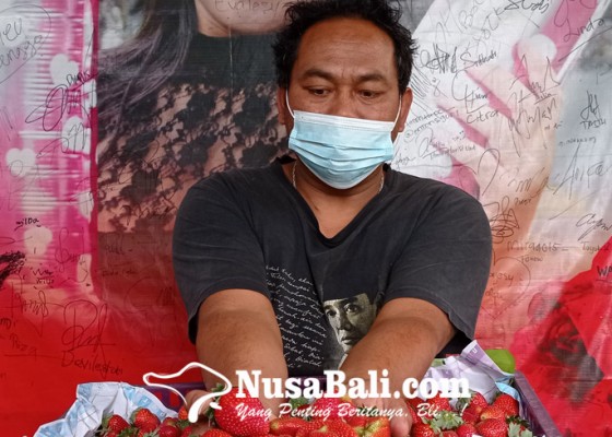 Nusabali.com - petani-pancasari-kembangkan-bibit-strawbery-jumbo