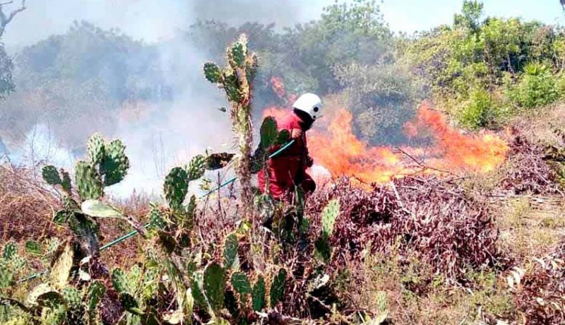 www.nusabali.com-belasan-hektare-kebun-mete-terbakar