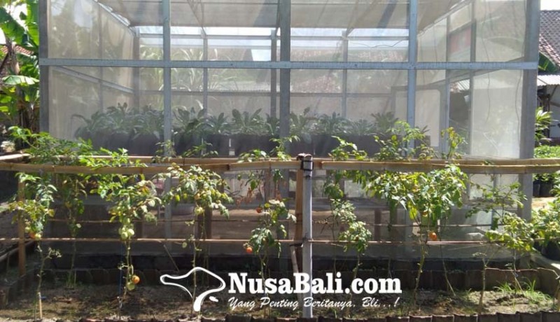www.nusabali.com-kelompok-tani-empelan-terbin-sulap-lahan-kosong-menjadi-kebun-sayuran-di-tengah-kota-denpasar