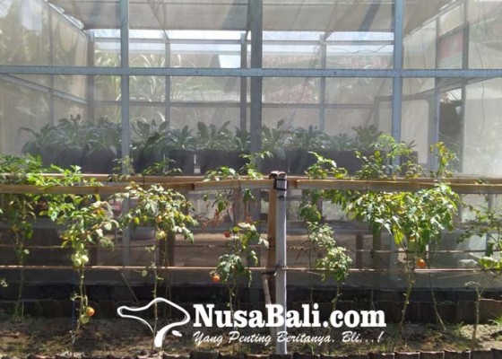 Nusabali.com - kelompok-tani-empelan-terbin-sulap-lahan-kosong-menjadi-kebun-sayuran-di-tengah-kota-denpasar