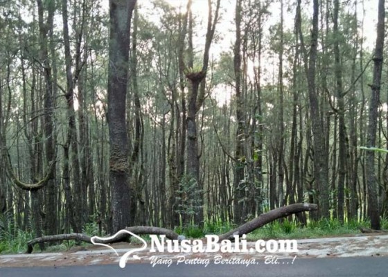 Nusabali.com - hutan-pinus-glagah-linggah-dijajaki-jadi-destinasi-wisata