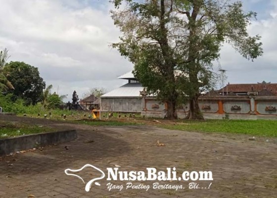 Nusabali.com - bangkai-burung-emprit-dikubur-dengan-ritual-khusus