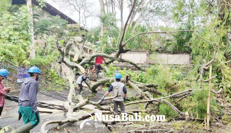 www.nusabali.com-tiang-listrik-roboh-akibat-tertimpa-pohon-tumbang