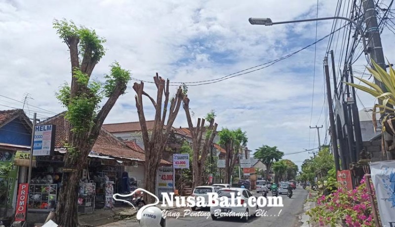 www.nusabali.com-dinas-lhk-denpasar-siapkan-asuransi-rp-100-juta-untuk-50000-pohon