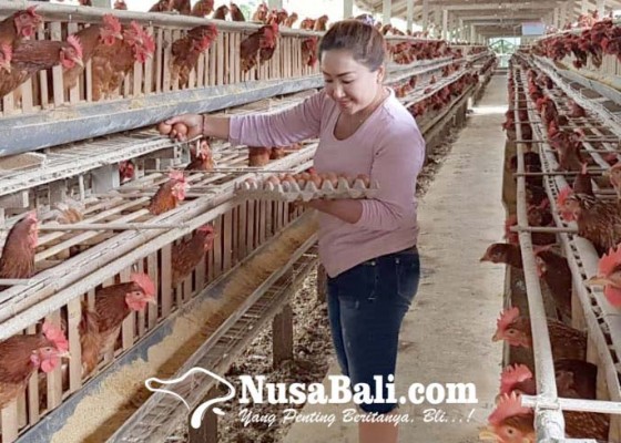 Nusabali.com - peternak-terpaksa-jual-ayam-produktif