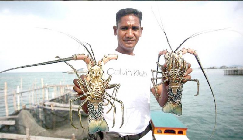www.nusabali.com-kkp-intensifkan-pengawasan-di-sentra-budidaya-lobster