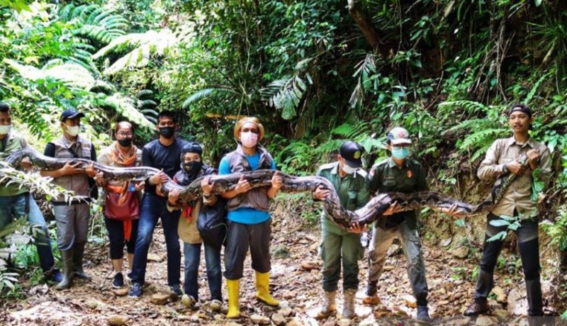 www.nusabali.com-ngeri-ular-piton-panjang-9-meter-dilepasliarkan-di-hutan-konservasi