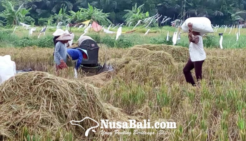 www.nusabali.com-ntp-petani-bali-naik-tipis-012-persen-di-bulan-september-masih-jauh-dari-untung