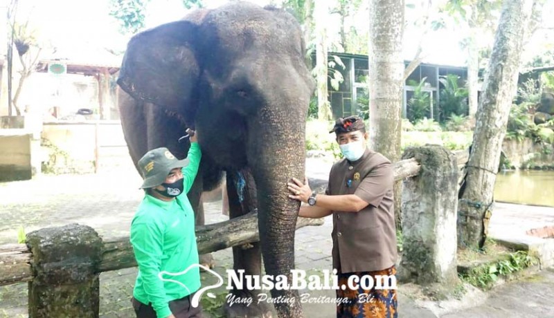 www.nusabali.com-wabup-kasta-tinjau-wisata-gajah-di-bakas