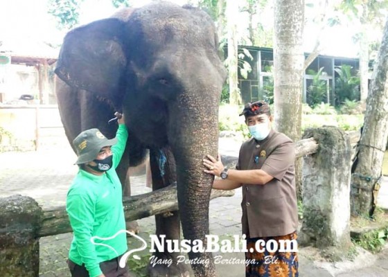 Nusabali.com - wabup-kasta-tinjau-wisata-gajah-di-bakas
