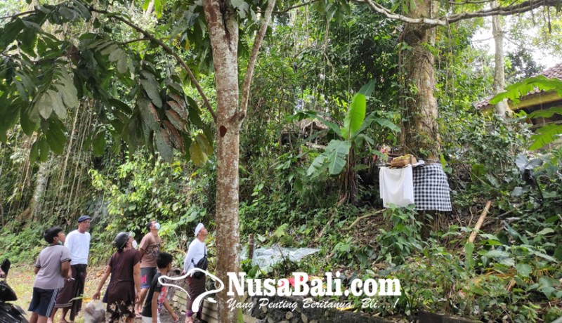 www.nusabali.com-pohon-pule-keluarkan-tirta-warga-sempat-mengira-turun-hujan-gerimis