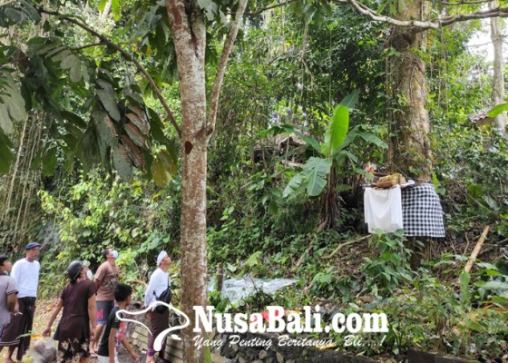 Nusabali.com - pohon-pule-keluarkan-tirta-warga-sempat-mengira-turun-hujan-gerimis