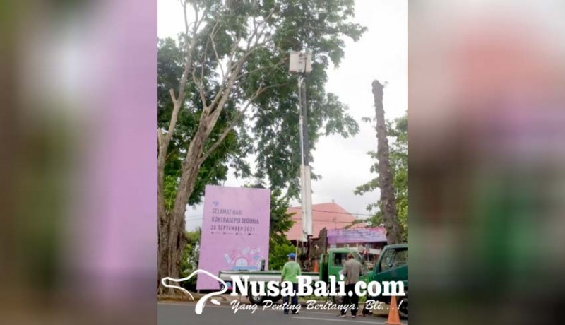 www.nusabali.com-musim-hujan-perompesan-pohon-di-denpasar-dikebut