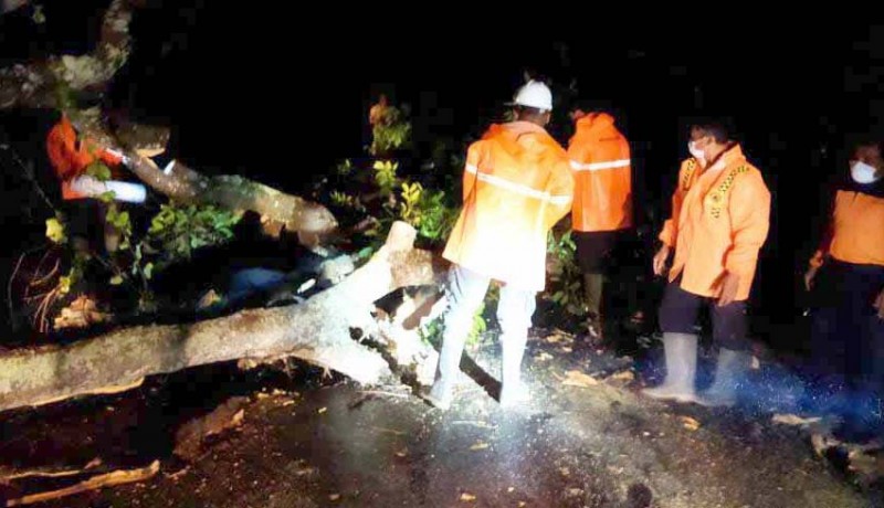 www.nusabali.com-bpbd-karangasem-evakuasi-pohon-tumbang