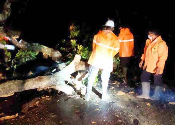 Nusabali.com - bpbd-karangasem-evakuasi-pohon-tumbang