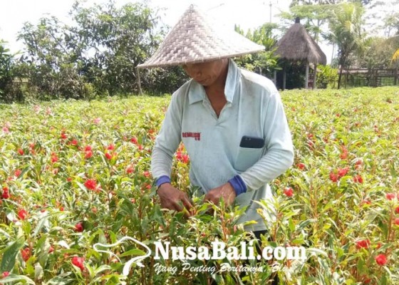 Nusabali.com - jelang-galungan-bunga-pacah-tembus-rp-45000-per-kilogram
