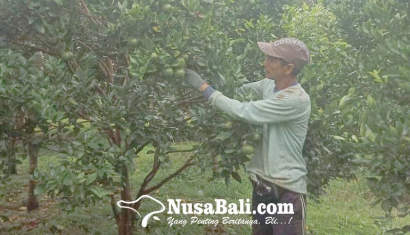 www.nusabali.com-petani-jeruk-manikliyu-kintamani-berharap-konsumsi-buah-lokal-meningkat