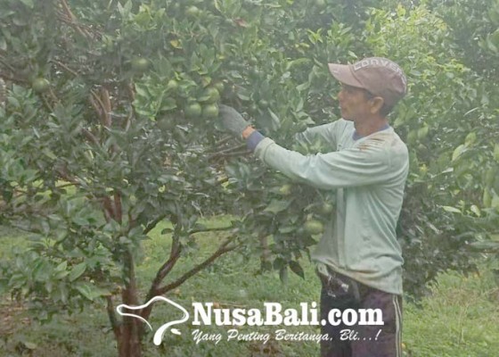 Nusabali.com - petani-jeruk-manikliyu-kintamani-berharap-konsumsi-buah-lokal-meningkat