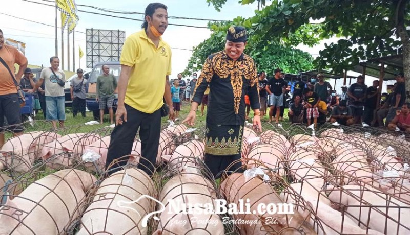 www.nusabali.com-sambut-galungan-suyasa-bagikan-7-ton-daging-babi