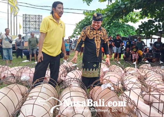 Nusabali.com - sambut-galungan-suyasa-bagikan-7-ton-daging-babi