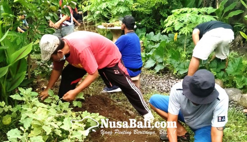 www.nusabali.com-kelurahan-sumerta-panen-buah-dan-sayuran-di-ketapian-kaja
