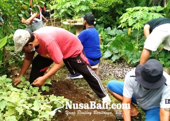 Nusabali.com - kelurahan-sumerta-panen-buah-dan-sayuran-di-ketapian-kaja