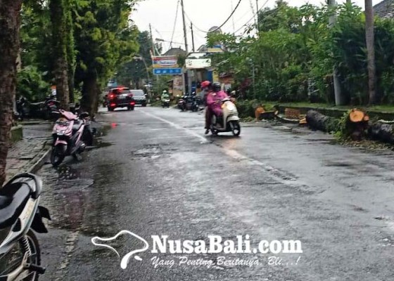 Nusabali.com - dlh-bangli-rencana-lelang-pohon-perindang