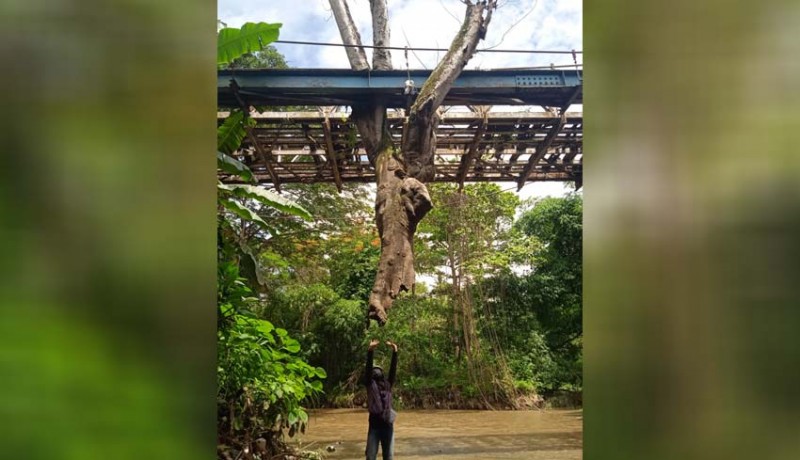 www.nusabali.com-unik-pohon-suar-menggantung-di-kolong-jembatan