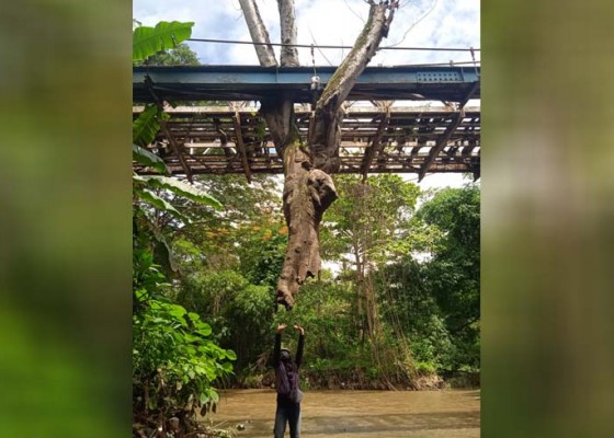 Nusabali.com - unik-pohon-suar-menggantung-di-kolong-jembatan
