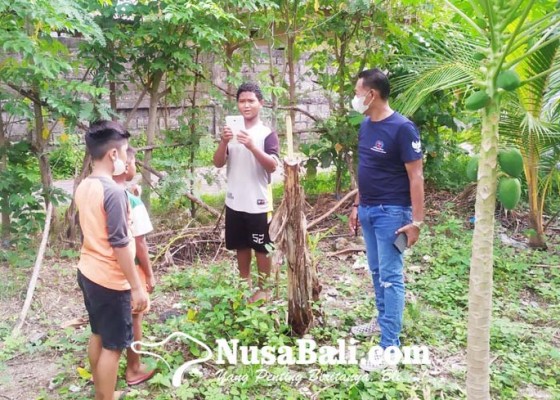 Nusabali.com - diduga-efek-viral-salam-dari-binjai-pohon-pisang-di-legian-banyak-rusak