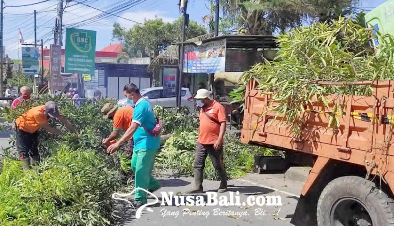 www.nusabali.com-anggaran-pengadaan-pohon-kamboja-rp-200-juta