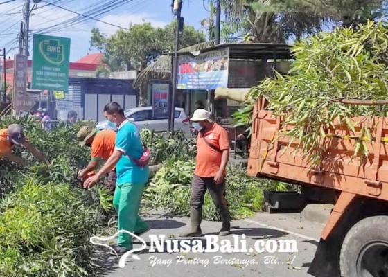 Nusabali.com - anggaran-pengadaan-pohon-kamboja-rp-200-juta