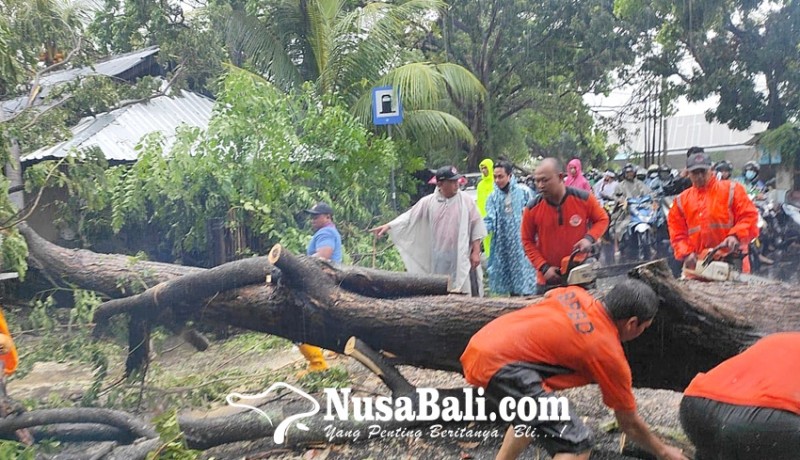 www.nusabali.com-empat-pohon-tumbang-jalur-singaraja-seririt-macet-hingga-dua-jam