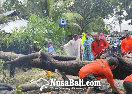 Nusabali.com - empat-pohon-tumbang-jalur-singaraja-seririt-macet-hingga-dua-jam