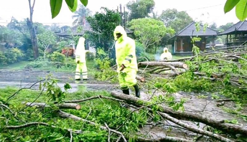 www.nusabali.com-diguyur-hujan-pohon-perindang-tumbang-di-jalan-denpasar-gilimanuk