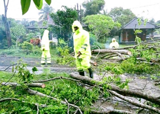 Nusabali.com - diguyur-hujan-pohon-perindang-tumbang-di-jalan-denpasar-gilimanuk