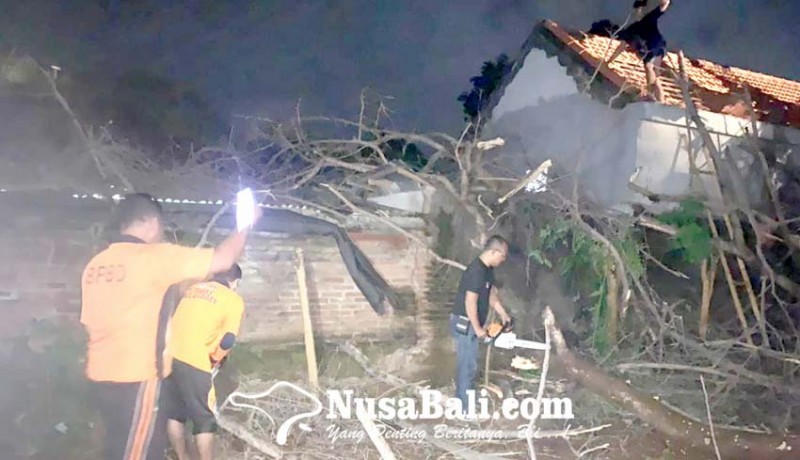 www.nusabali.com-dua-rumah-rusak-tertimpa-pohon