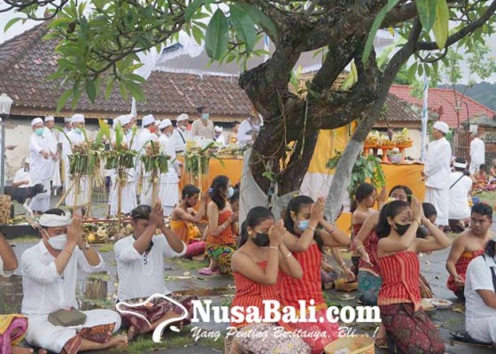 Nusabali.com - jelang-karya-ngenteg-linggih-desa-adat-bungaya-matur-piuning