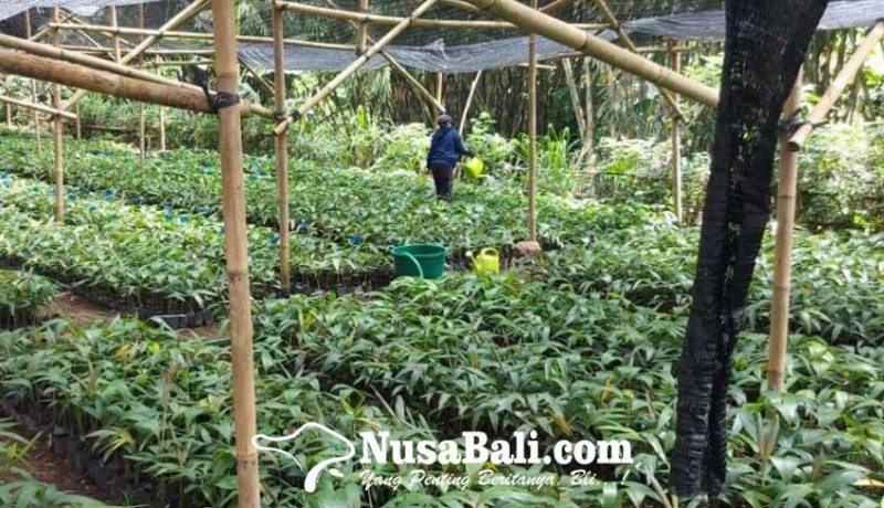 www.nusabali.com-petani-salak-bali-ungkap-tips-budidaya-yang-baik
