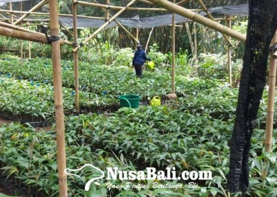 Nusabali.com - petani-salak-bali-ungkap-tips-budidaya-yang-baik