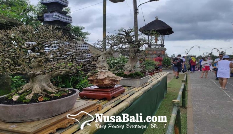 www.nusabali.com-padukan-wisata-desa-tradisi-dan-bonsai