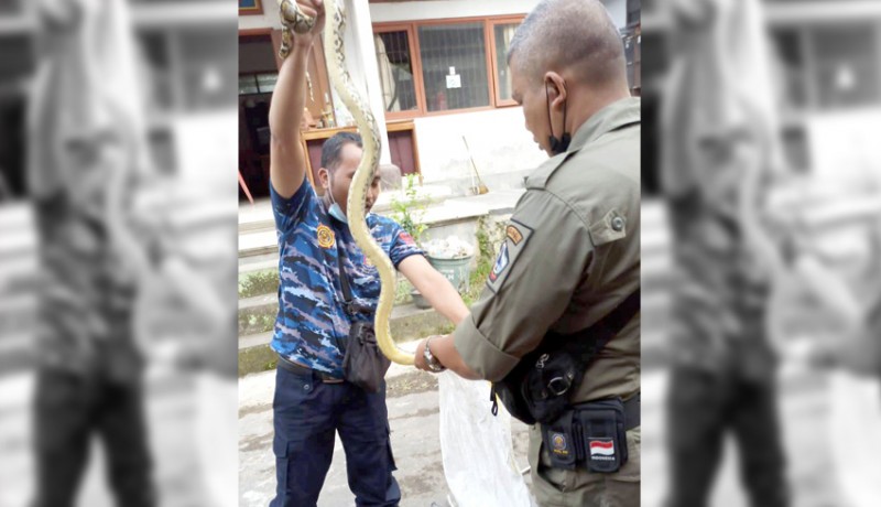 www.nusabali.com-ular-piton-2-meter-dievakuasi-dari-kandang-ayam-lurah-kawan-bangli