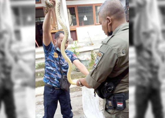 Nusabali.com - ular-piton-2-meter-dievakuasi-dari-kandang-ayam-lurah-kawan-bangli