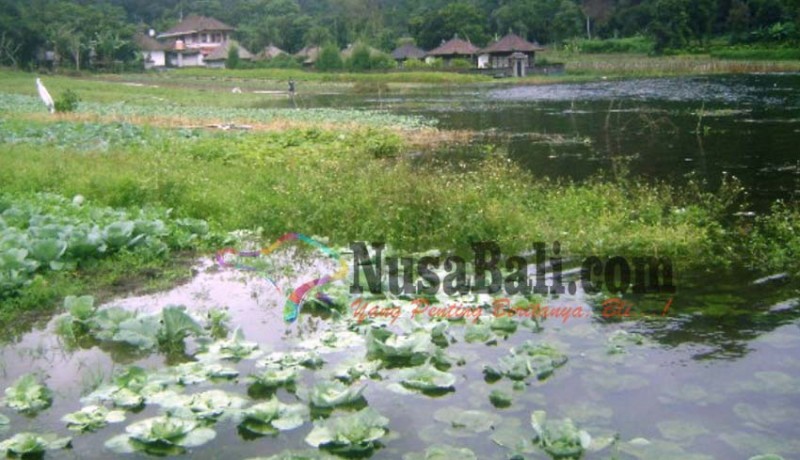 www.nusabali.com-air-danau-batur-naik-puluhan-hektare-lahan-warga-terendam